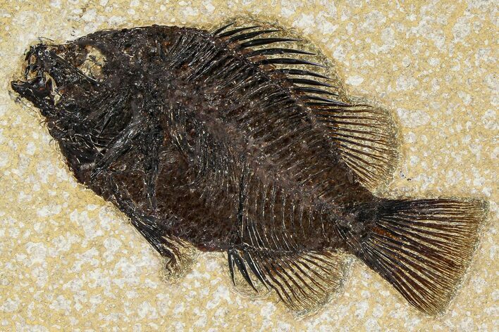 Detailed Fossil Fish (Cockerellites) - Wyoming #370862